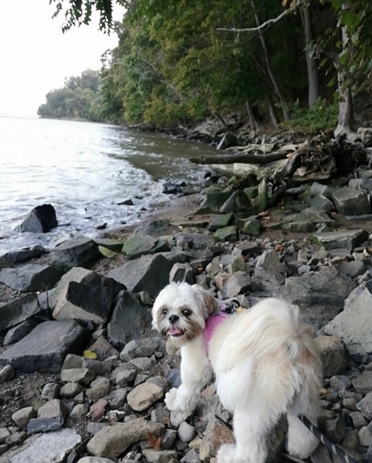 Apple photographed for Doggie Dorian’s testimonial page